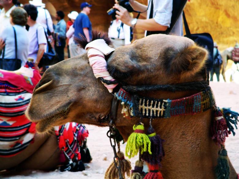 Free stock image of Petra Camel 3 created by sheba sanders