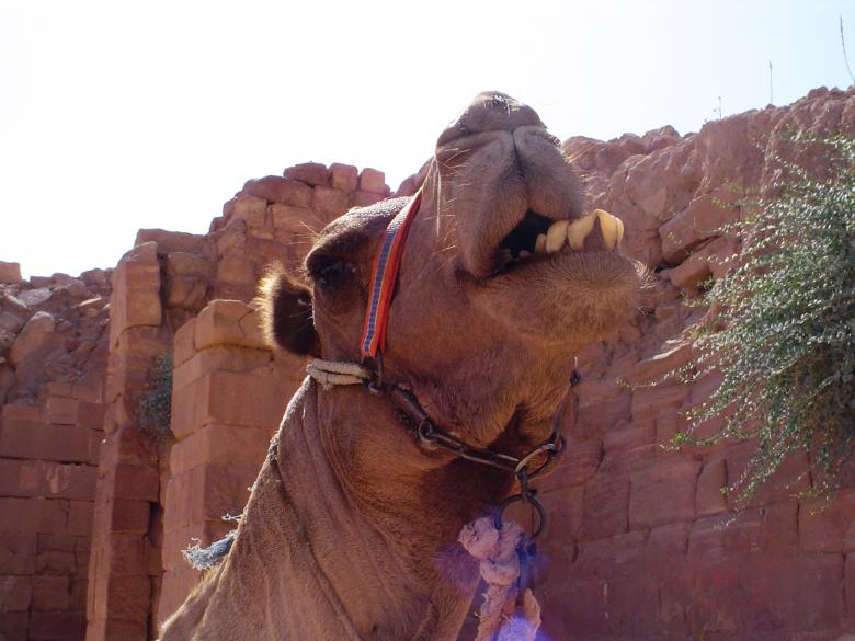 Free stock image of Petra Camel 2 created by sheba sanders