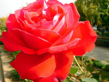 Red rose macro - Free Stock Photo