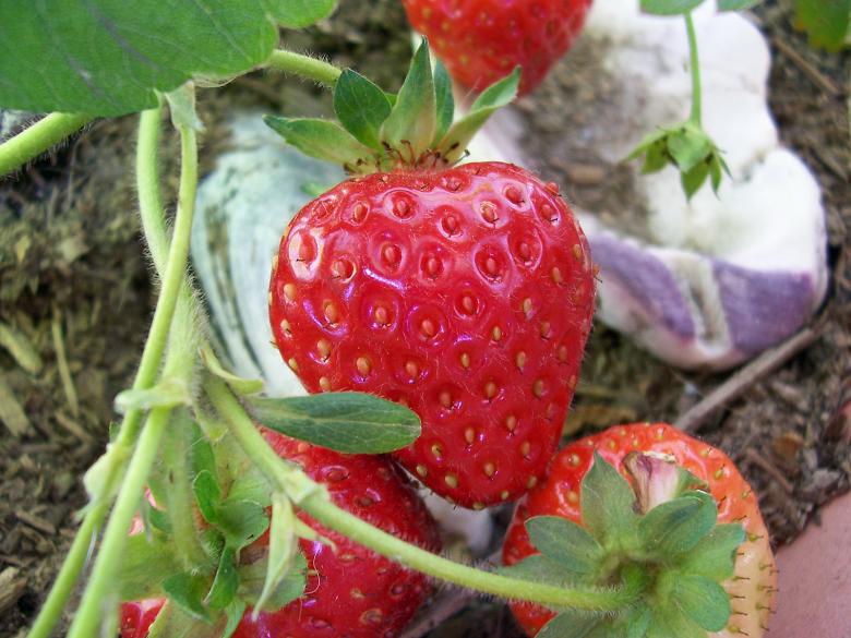 Free stock image of Strawberries created by ruth n. webb