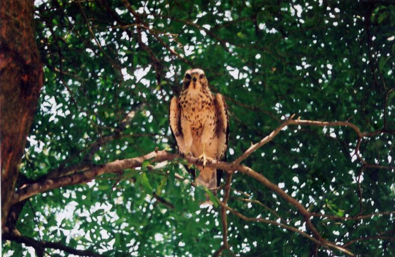 Free stock image of Florida Chicken Hawk created by angela wilson