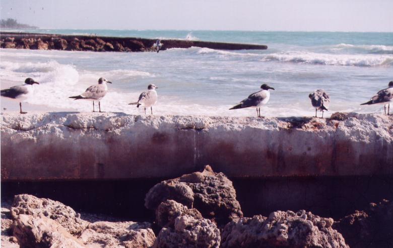 Free stock image of SeaGulls created by angela wilson