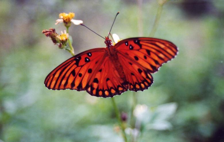Free stock image of Orange Butterfly created by angela wilson