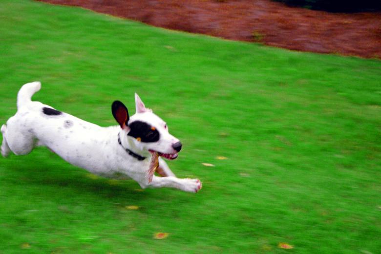 Free stock image of Ace Running created by robert freese