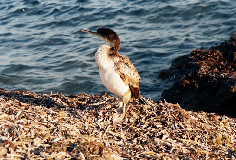 Free stock image of Kormoran 3 created by georgi radev