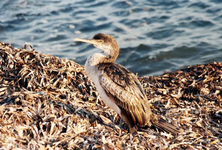 Free stock image of Kormoran 2 created by georgi radev