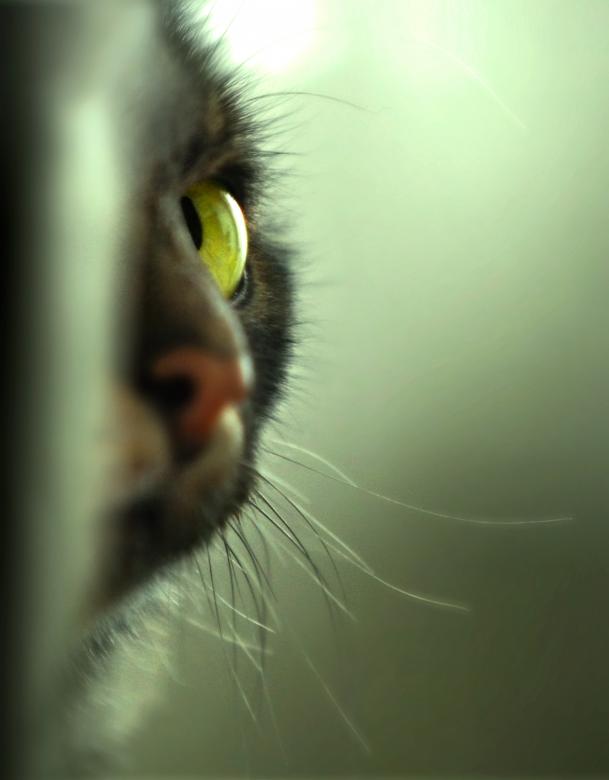 Free stock image of Bella created by kaloyan somlev