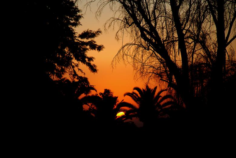 Free stock image of Sunset Through Palms created by j. l. johnson