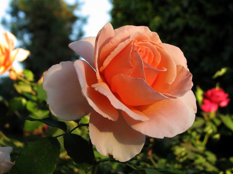 Free stock image of A Rose is Just a Rose created by bonnie l. mahaffey