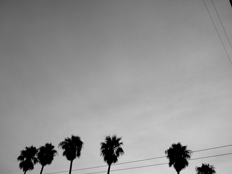 Free stock image of Palm Trees created by amanda voss