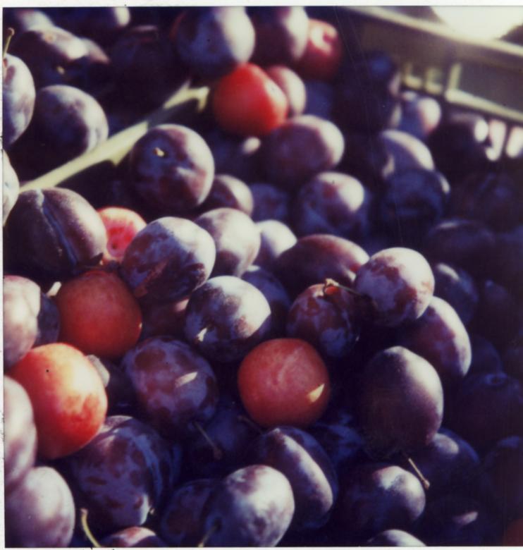 Free stock image of Plums created by amanda voss