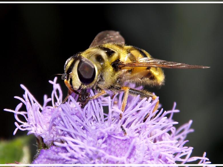 Free stock image of Close Wasp created by michiel grootendorst