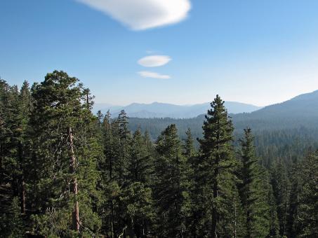 Forest of Trees