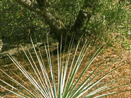 Nature's Fan