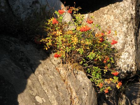 Mountain Berries