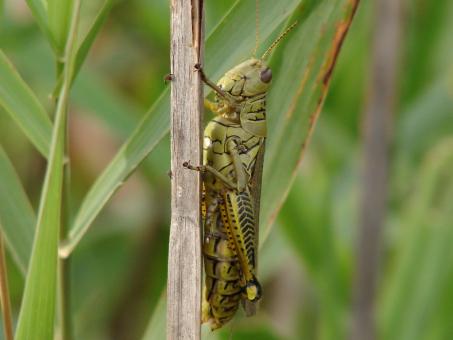 Hopper - Free Stock Photo