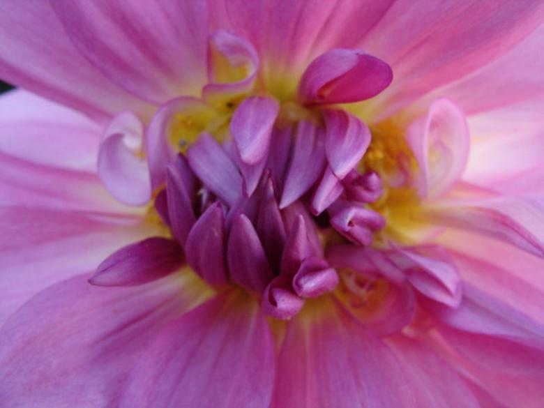 Free stock image of Pink Pleasure created by jenna yeager