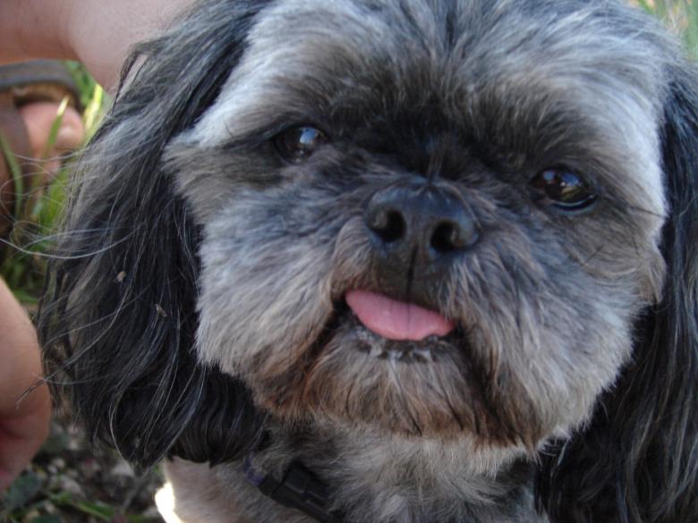 Free stock image of Sammy created by jenna yeager