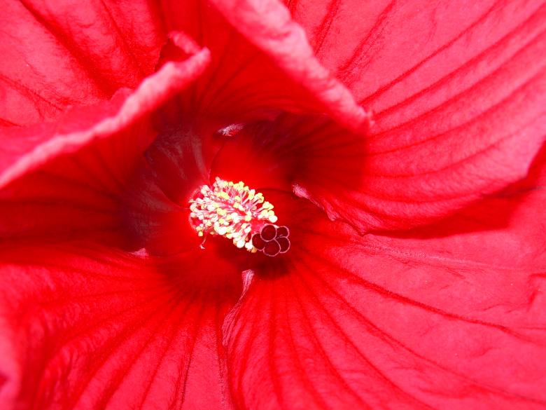Free stock image of Last of Summer created by latasha parker