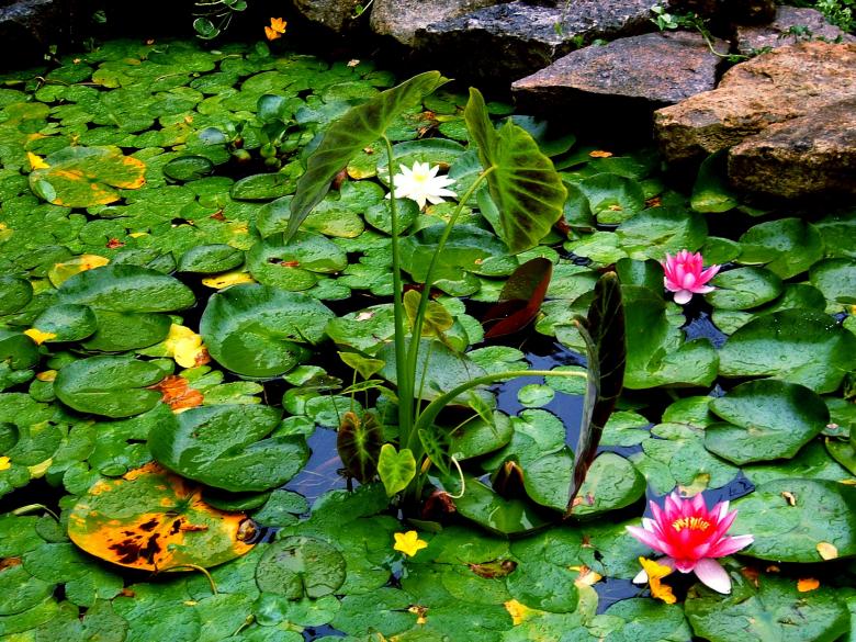 Free stock image of Fall Pond created by stephen townsend