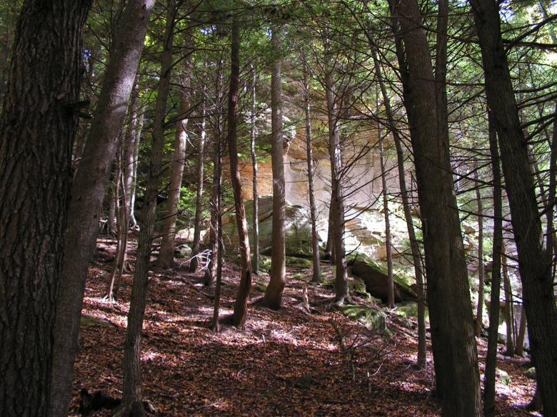 Free stock image of Dark woods created by phillip clark