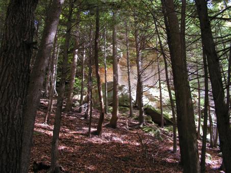 Dark woods - Free Stock Photo