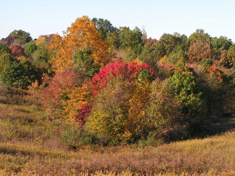 Free stock image of Leaves created by phillip clark
