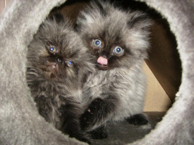 Free stock image of Kittens created by gergana indjova