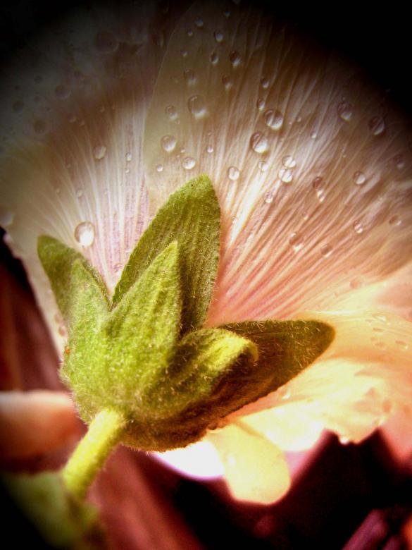 Free stock image of Hollyhock created by tida bradshaw