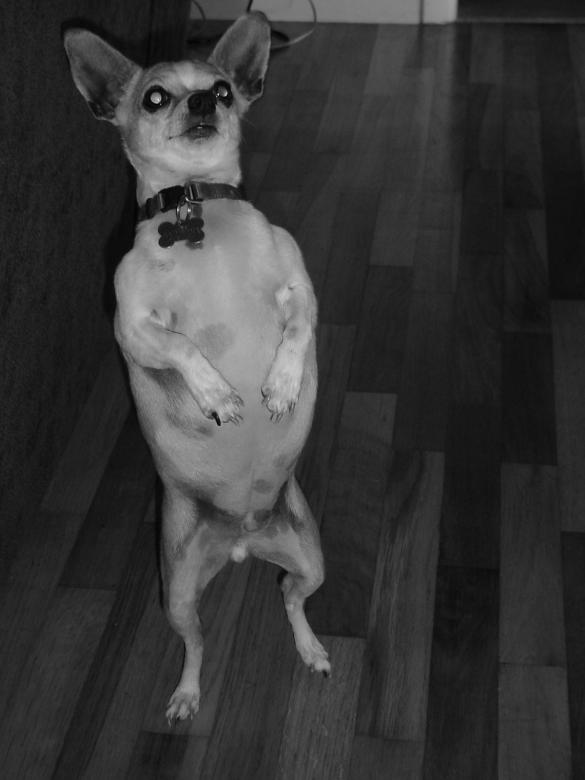 Free stock image of Jake created by nikole preston