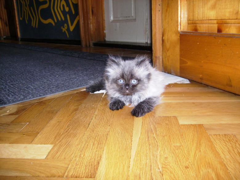 Free stock image of Cat on the floor created by gergana indjova