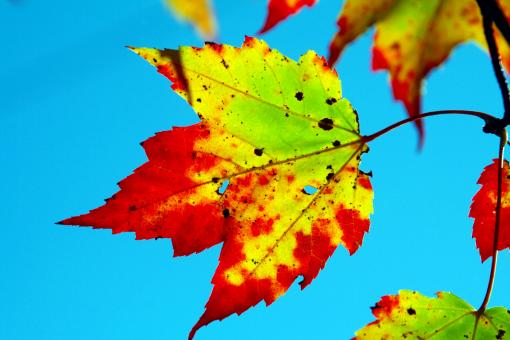 Free Stock Photo of Fall laef