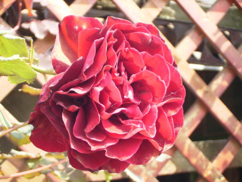 Free stock image of Purple rose created by gergana indjova