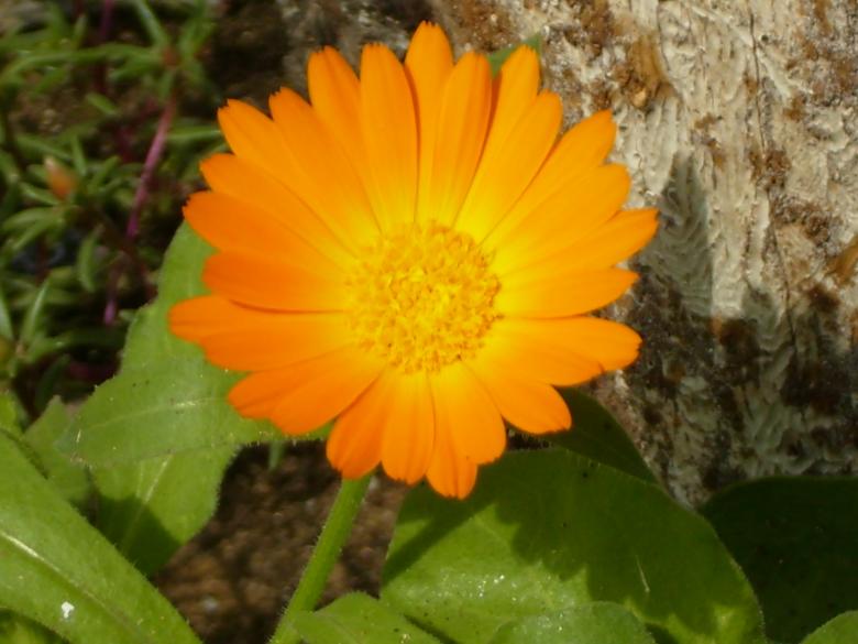 Free stock image of Flower created by gergana indjova