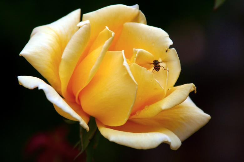 Free stock image of Yellow rose created by anthony guerriera