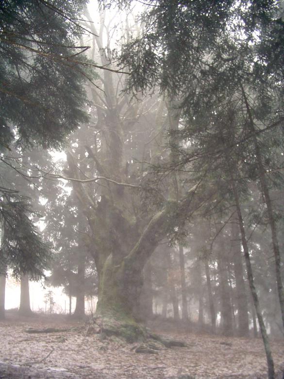 Free stock image of Nature One created by george kurezoglou
