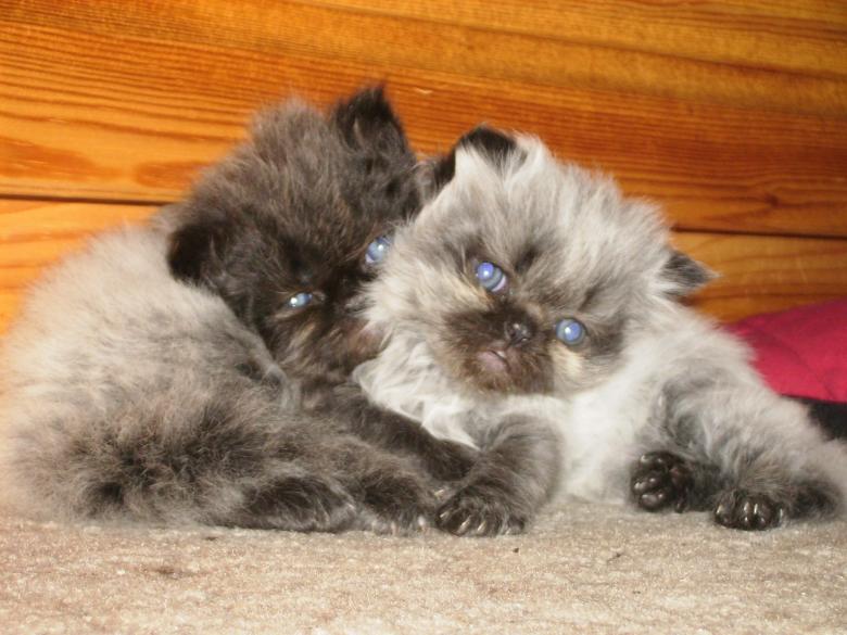 Free stock image of Kittens created by gergana indjova