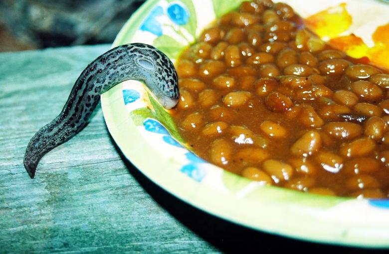 Free stock image of Baked Bean Slug created by james cowart