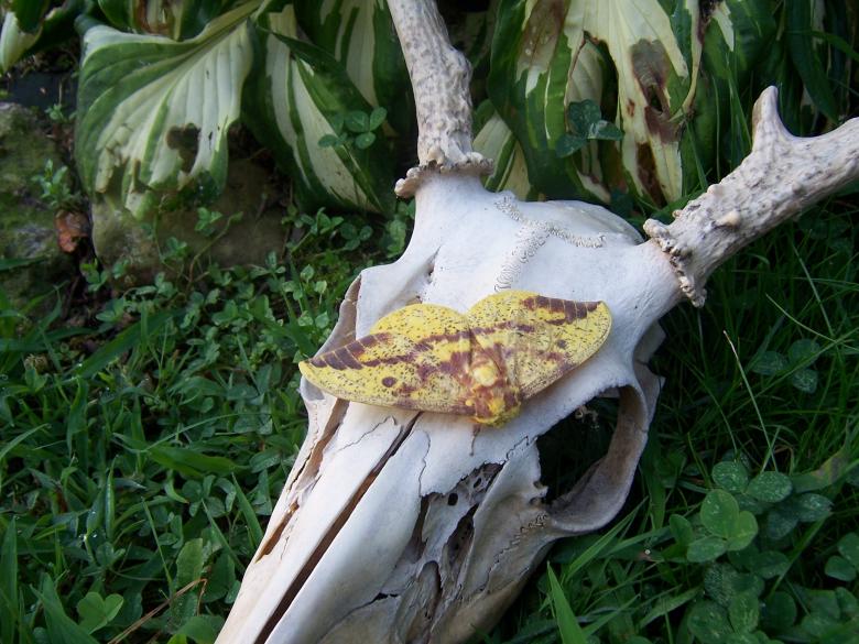 Free stock image of LIFE AND DEATH created by susan aceto