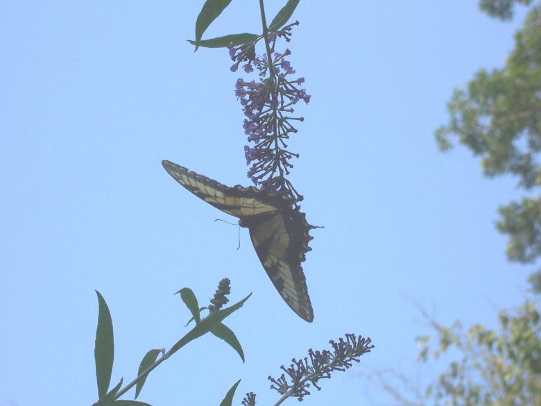Free stock image of SUSPENDED created by susan aceto
