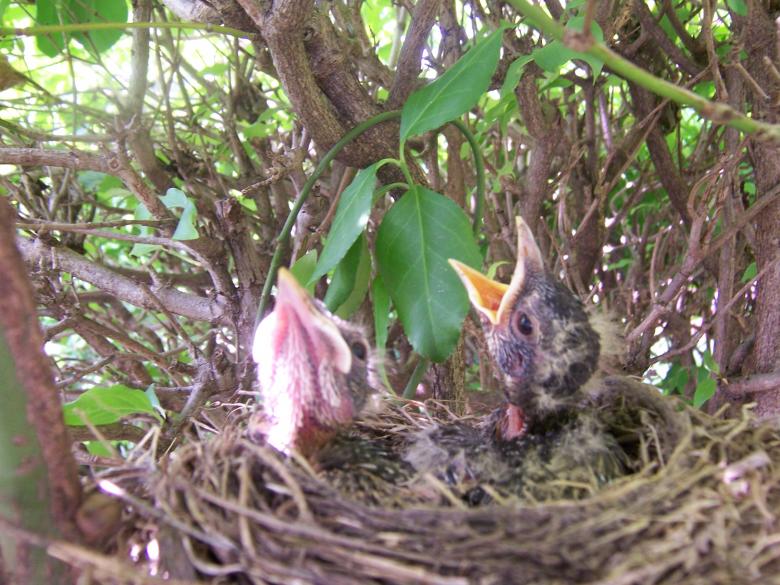 Free stock image of ROBIN BABIES created by susan aceto