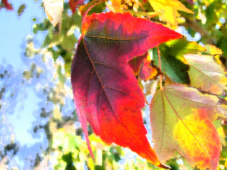 Free stock image of Autumn Leaves created by j. l. johnson