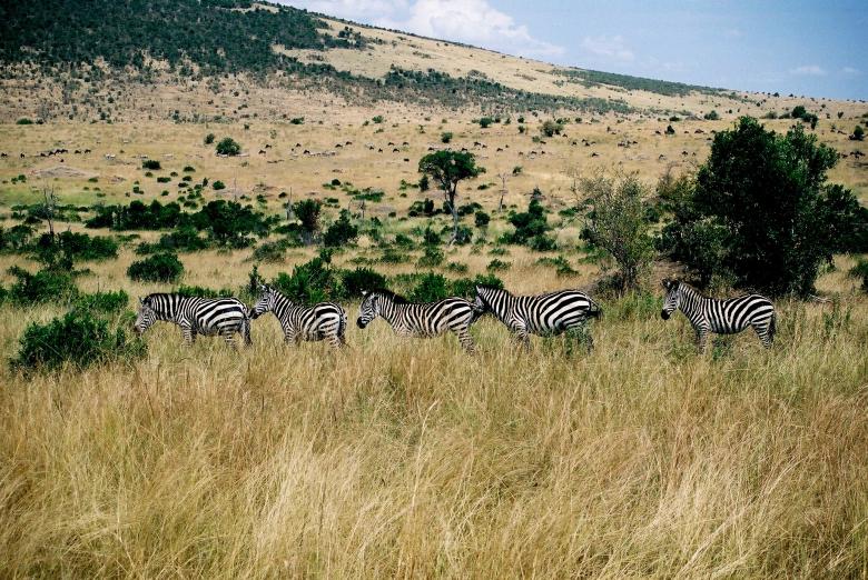 Free stock image of Five Zebras created by jocelyn murphy