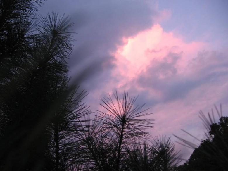 Free stock image of Pink through the pines created by emily bowman