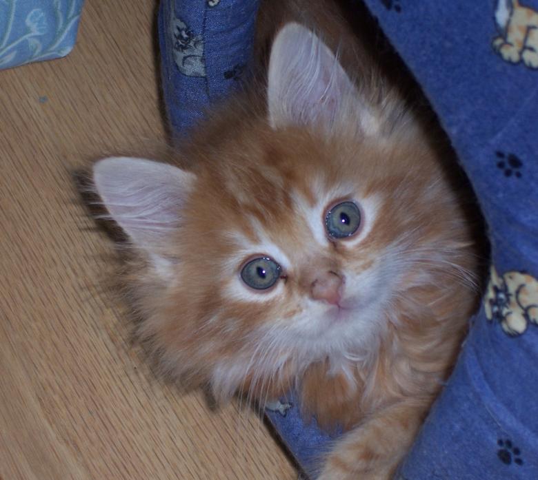 Free stock image of MAINE COON BABY created by susan aceto