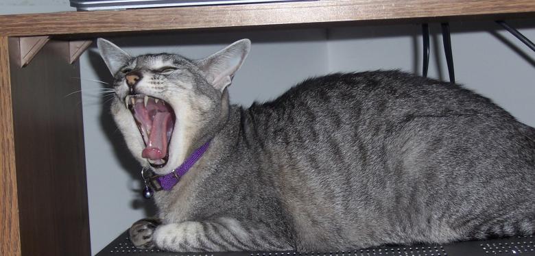 Free stock image of HEAR ME ROAR created by susan aceto