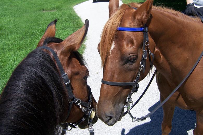 Free stock image of MAX AND SAM created by susan aceto