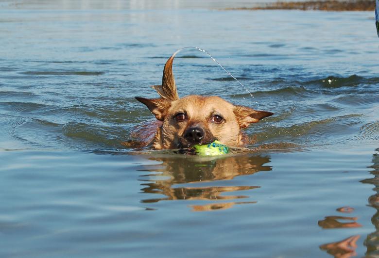 Free stock image of Leaning to Swim created by charlotte strzelecki