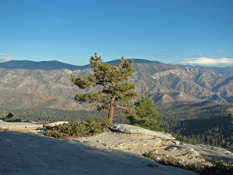 Free stock image of Lone Pine in Needles created by bonnie l. mahaffey