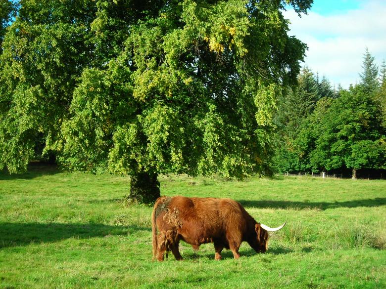 Free stock image of Highland's cow created by alice hervouet